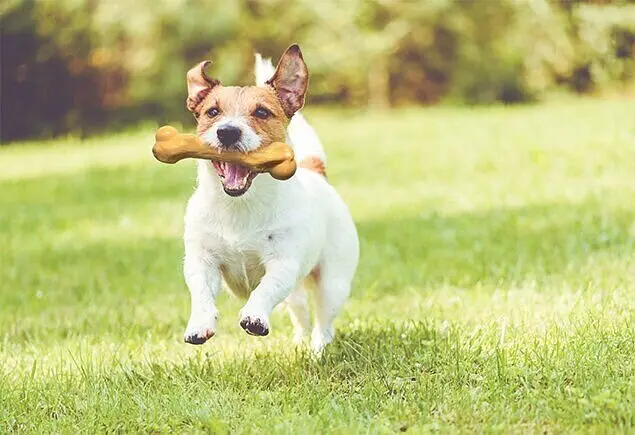 Жувальна кістка для собак Pet Qwerks Zombie BarkBone Cheddar Cheese з ароматом сиру - фото 4
