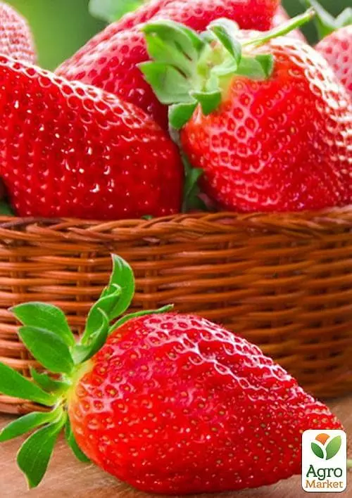 Саджанець Agro-Market Полуниця Мальга (Malga) (ранній, ремонтантний, великоплідний сорт) 5 шт. в пакуванні (122765) - фото 2