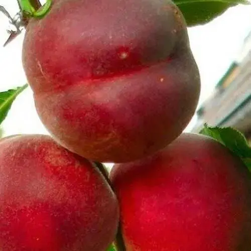 Саженец Agro-Market Персик Рич Мэй (39934) 1 шт. в упаковке - фото 1
