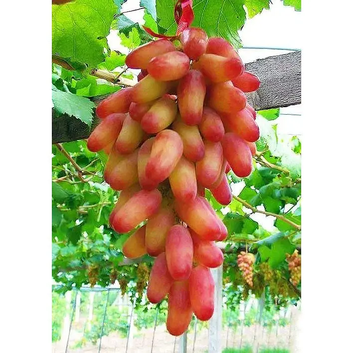 Саджанець Agro-Market Виноград Безига (середній термін дозрівання) 1 шт. в упаковці (35275) - фото 3