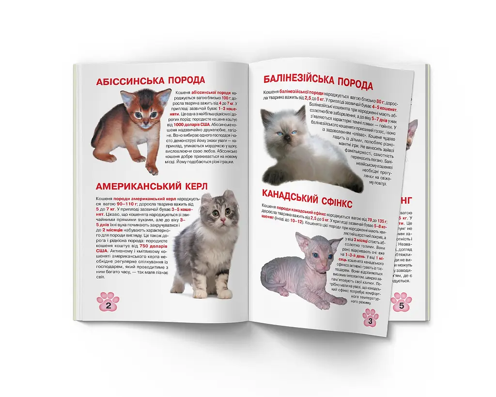 Велика книга Кристал Бук Кошенята (F00019383) - фото 2