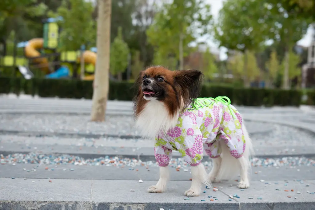 Комбінезон Smart Pet Florist - фото 3