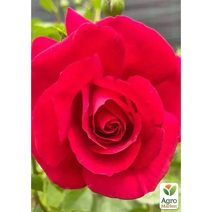 Роза плетистая Agro-Market The Prince's Trust саженец класса АА+ высший сорт 1 шт. в упаковке (178144) - фото 3