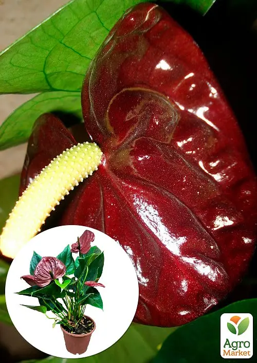 Саджанець Agro-Market Антуріум (Anthurium) Sempre 40-60 см кімнатний 1 шт. в упаковці (115203) - фото 2