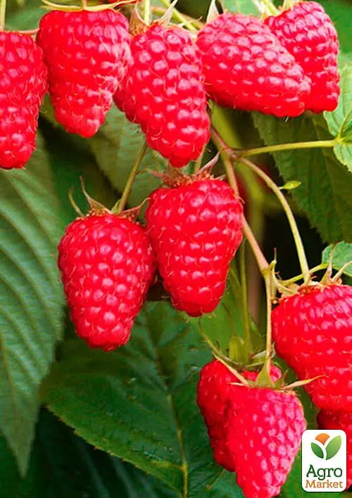 Саджанець Agro-Market Малина Вілламетте (Willamette) ранній термін дозрівання, сорт добре стійкий до хвороб) 2 шт. в пакуванні (25494) - фото 2