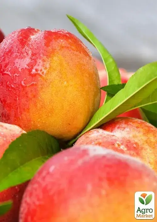 Саджанець Agro-Market Нектарин Бурштиновий (лисий персик) 1 шт. в упаковці (40029) - фото 2