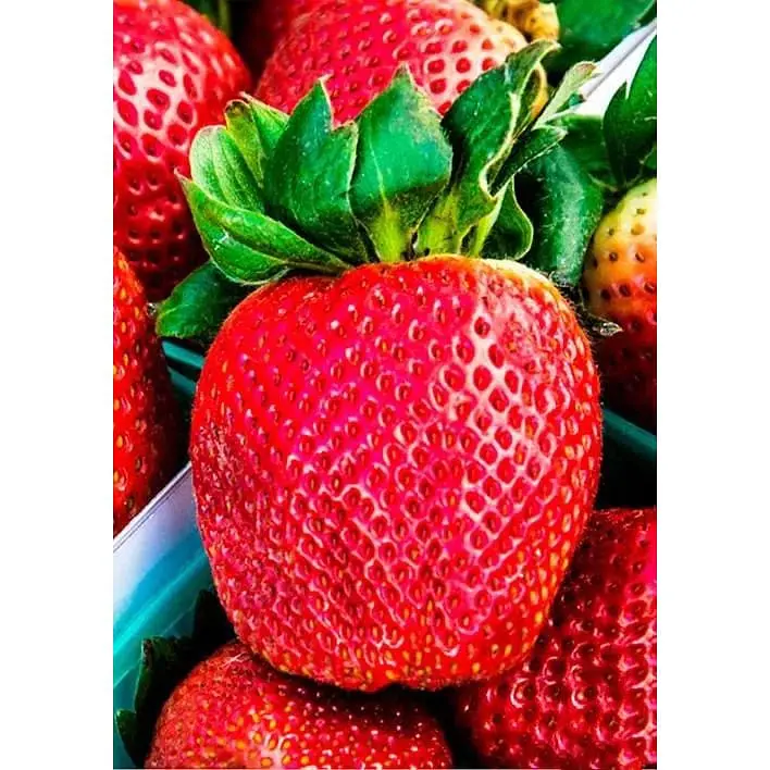Саджанець Agro-Market Полуниця Королева Єлизавета 5шт (ремонтантний сорт, ранній термін дозрівання) (36607) - фото 3