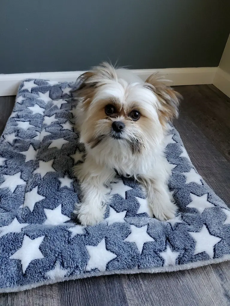 Плед для тварин Soft Pet Bed Cushion 60х80 см Blue W Star - фото 7
