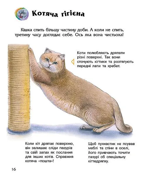 Коти. Енциклопедія дошкільника - Юлія Каспарова - фото 4