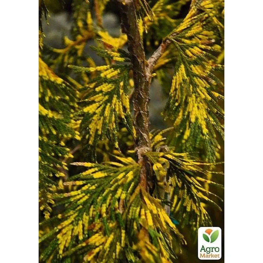 Саджанець Agro-Market Туя складчата Zebrina Extra Gold горщик P9 (48750) - фото 2