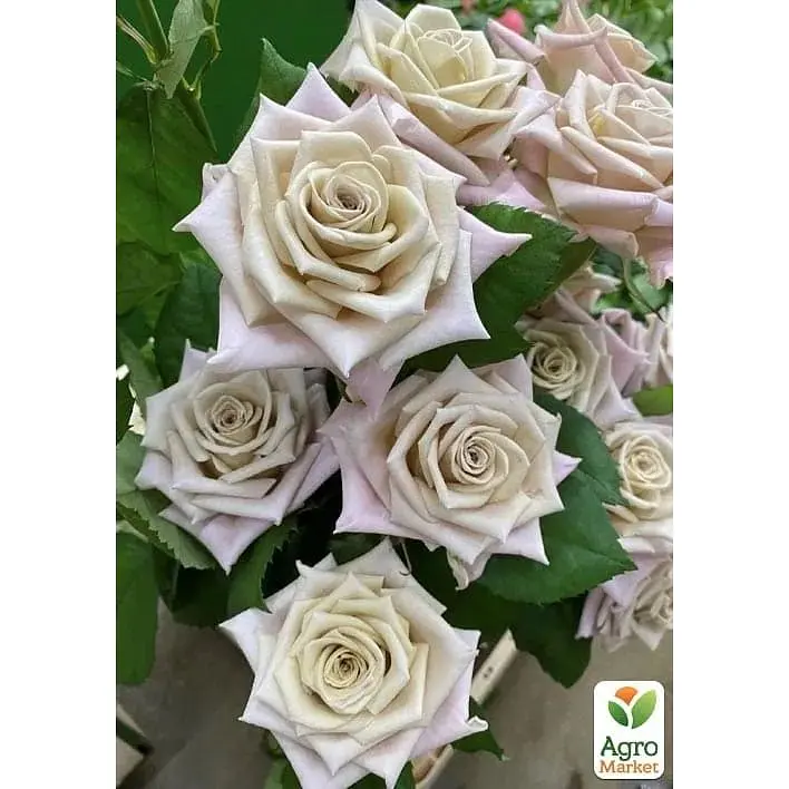 Троянда чайно-гібридна Agro-Market Menta саджанець класу АА+ вишуканий рясно квітучий сорт 1 шт. в упаковці (181493) - фото 2