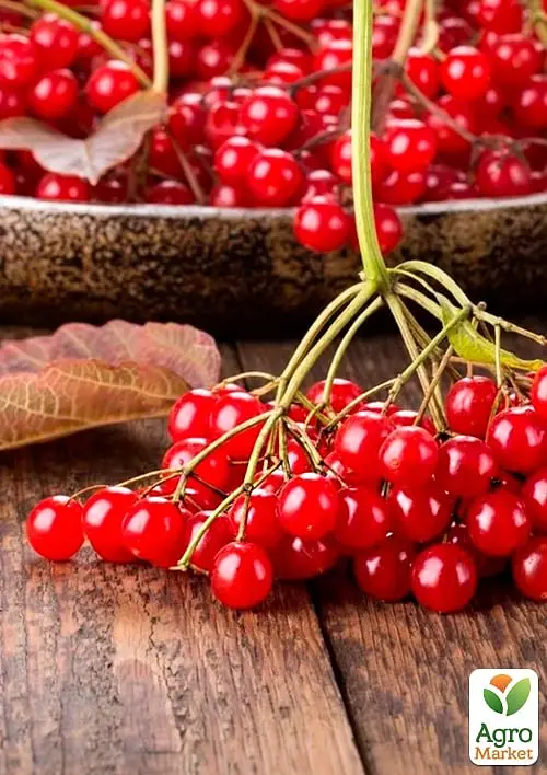 Саджанець Agro-Market Калина Уляна (ранній термін дозрівання) 1 шт. в пакуванні (178687) - фото 2