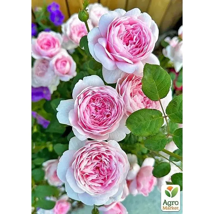 Троянда плетиста Agro-Market Eden Rose саджанець класу АА+ вищий сорт 1 шт. в упаковці (17394) - фото 2