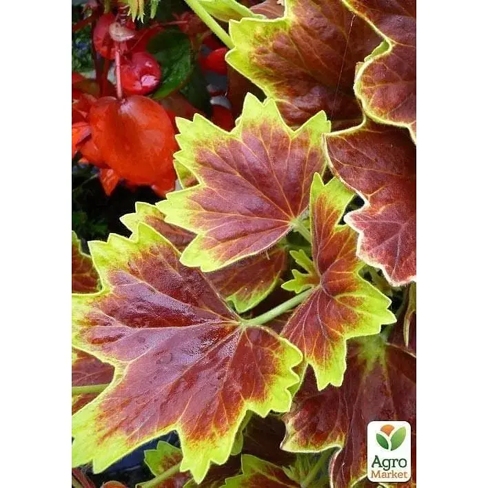 Саженец Agro-Market Пеларгония пестролистая Vancouver Centennial (контейнер №10 высота 10-20 см) (49119) 1 шт. в упаковке - фото 2