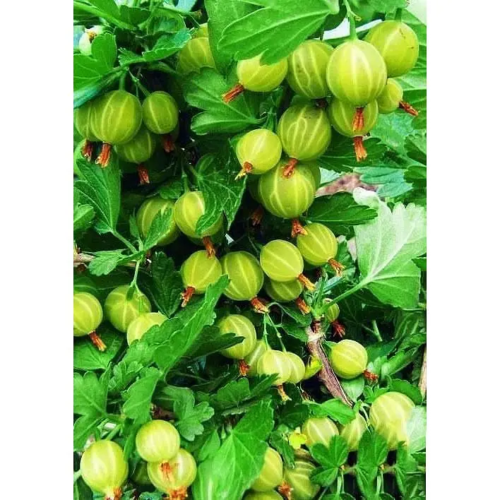 Саджанець Agro-Market Агрус Берил (середній термін дозрівання) 1 шт. в упаковці (46147) - фото 2