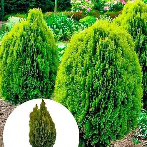 Саженец Agro-Market Туя восточная Aurea Nana (ком/сетка), высота 100-120 см (178491) 1 шт. в упаковке - фото 5