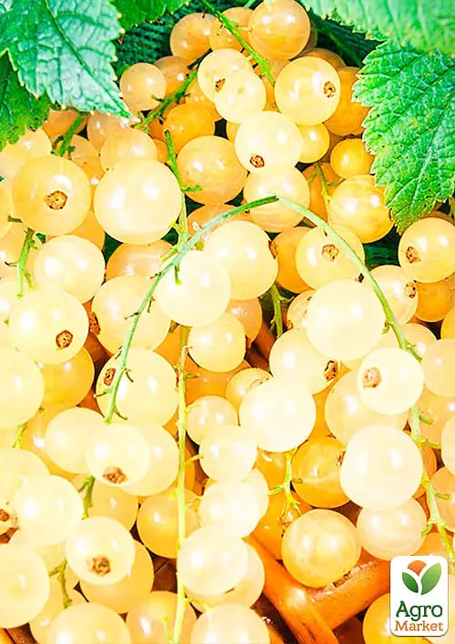 Саджанець Agro-Market Порічка (смородина) жовта Імператорська середньо-ранній термін дозрівання, високоврожайний сорт) 1 шт. в пакуванні (17541) - фото 2