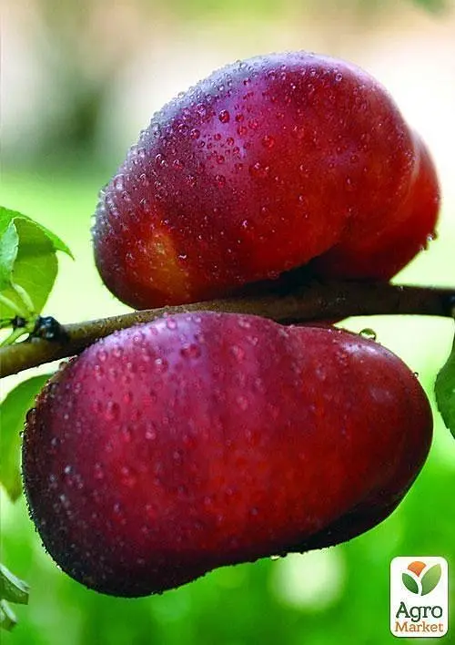 Саджанець Agro-Market Нектарин Донат (Donat) інжирний пірамідальний 1 шт. в упаковці (45669) - фото 2