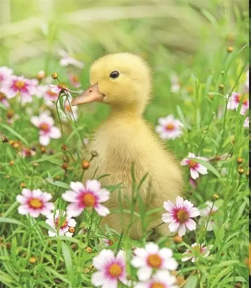 This Book Is Literally Just Pictures of Tiny Animals That Will Make You Smile - фото 2