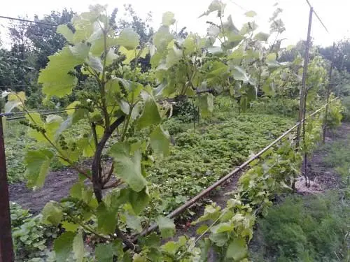 Саджанець Agro-Market Виноград Юпітер (кишмиш, ранній термін дозрівання, морозостійкість до -27⁰С) 1 шт. в пакуванні (17705) - фото 3