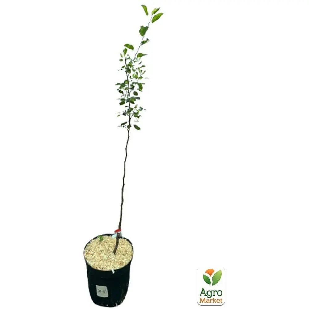 Саженец Agro-Market Яблоня Мутсу укоренена в контейнере (саженец 2 года) (99975) - фото 3