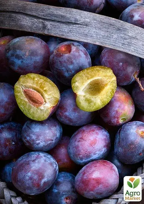 Саженец Agro-Market Слива Анна Шпет (осенний сорт, поздний срок созревания) 1 шт. в упаковке (35792) - фото 2