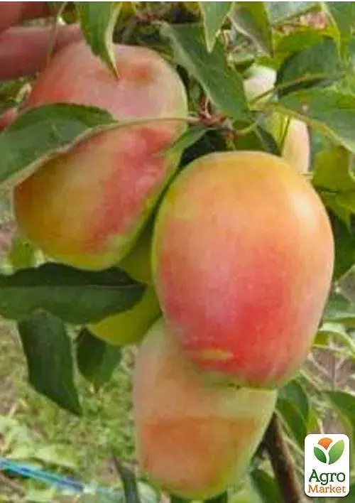 Саженец Agro-Market Яблоня Кандиль синап (осенний сорт, средний срок созревания) 1 шт. в упаковке (46268) - фото 2