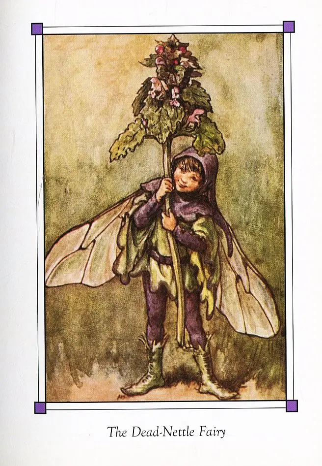 Flower Fairies of the Winter - фото 11