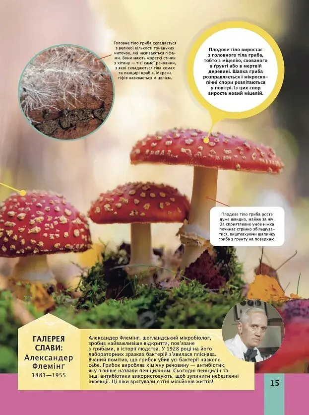 Дитяча енциклопедія біології - Том Джексон - фото 15