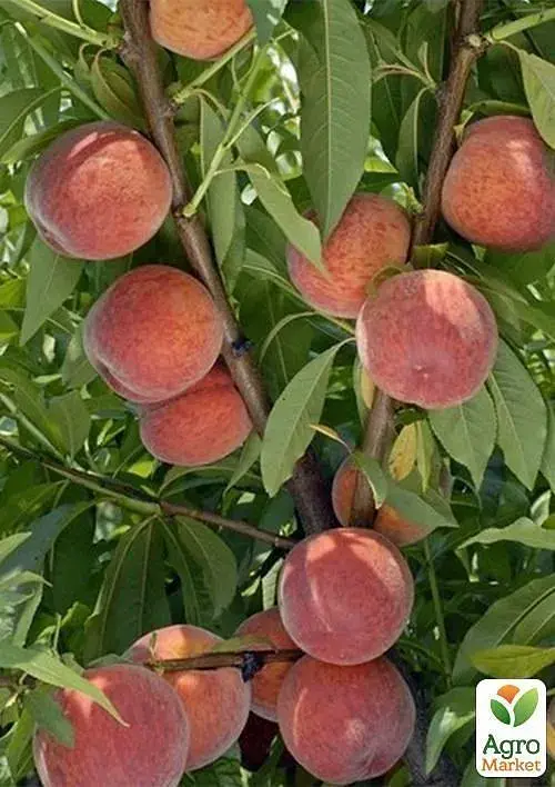 Саджанець Agro-Market Персик Посол Миру (літній сорт, середній термін дозрівання) 1 шт. в упаковці (25773) - фото 3