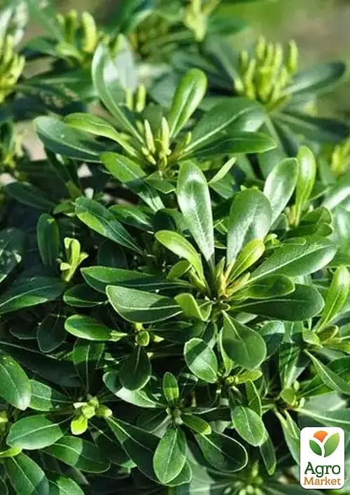 Лавр Австралийский "Pittosporum Tobira" (вечнозеленый высокие декоративные качества) (183870) 1 саженец - фото 2