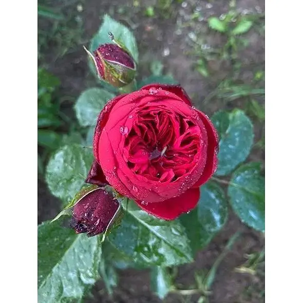 Роза английская Agro-Market Red Piano саженец класса АА+ высший сорт 1 шт. в упаковке (52261) - фото 4
