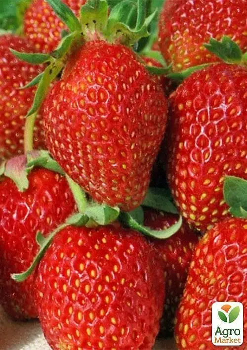 Саджанець Agro-Market Полуниця Шарлота (ремонтантний сорт) 5 шт. в пакуванні (44707) - фото 3