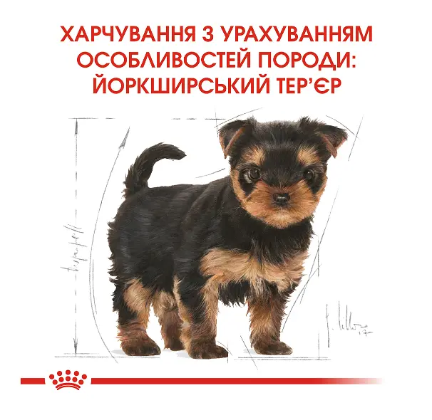 Сухий корм для цуценят йоркширських тер'єрів Royal Canin Yorkshire Terrier Puppy 1.5 кг 39720151 - фото 6