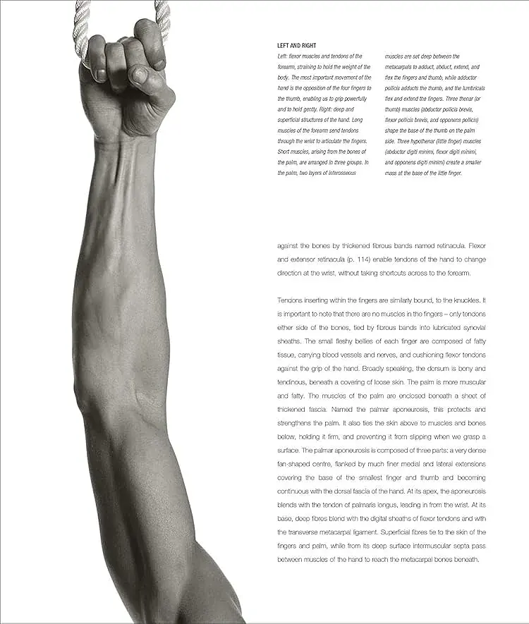 Anatomy for the Artist - фото 6