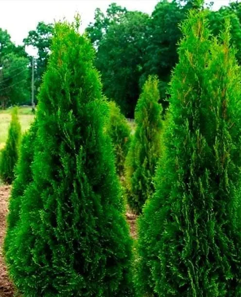 Саженец Agro-Market Туя западная Холмструп (Holmstrup) горшок P9 (39003) 1 шт. в упаковке - фото 2