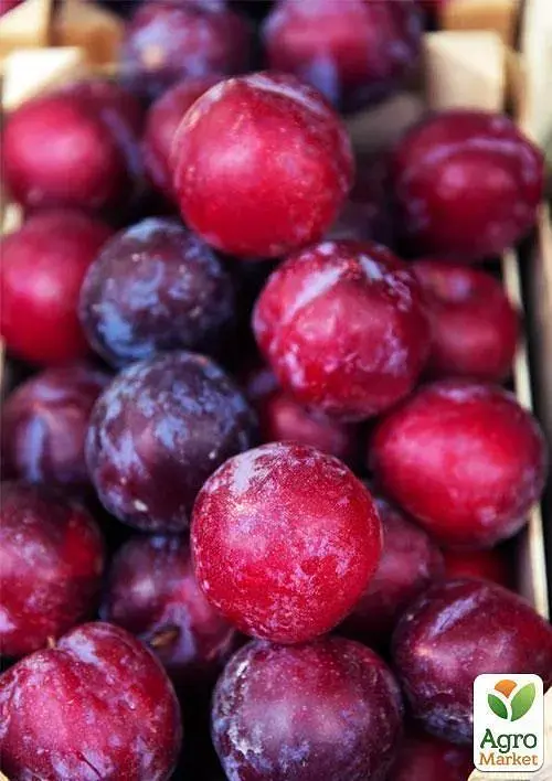 Саженец Agro-Market Японская слива Сатсума (Satsuma) (раннеспелый) крупноплодная 150 грамм 1 шт. в упаковке (46389) - фото 2