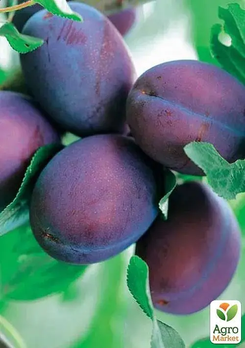 Саженец Agro-Market Слива Мамочка (летний сорт, ранний срок созревания) 1 шт. в упаковке (39963) - фото 2
