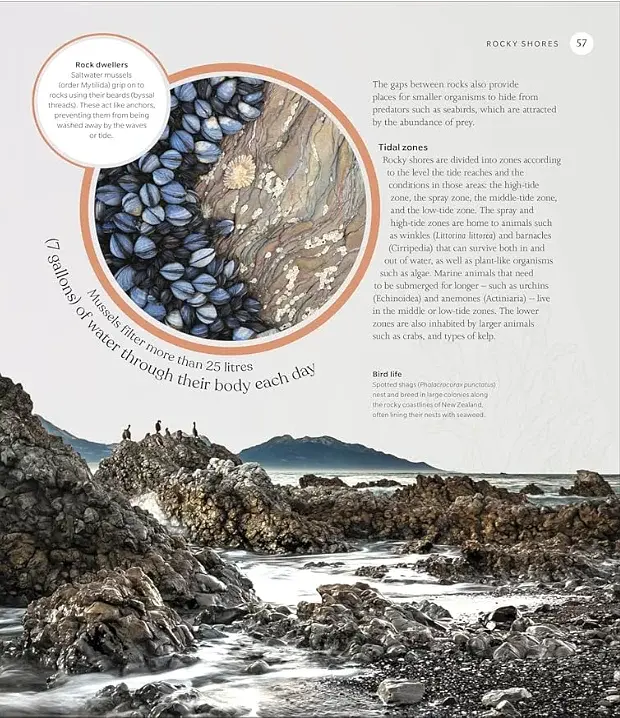 The Ocean Book: The Stories, Science, and History of Oceans - фото 4
