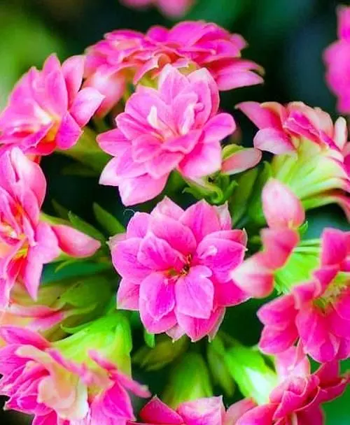 Саджанець Agro-Market Каланхое Блоссфельда Rose (Kalanchoe Blossfeldiana) (50627) 1 шт. в упаковці - фото 2
