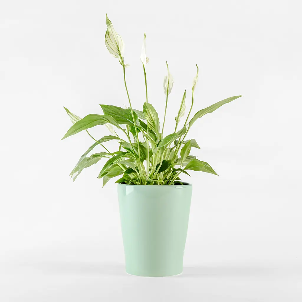 Горшок для цветов МВМ My Home, 16 см, зеленый (DH-FLOWERS-29 GREEN) - фото 4
