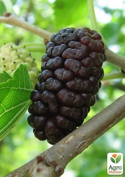 Саженец Agro-Market Шелковица крупноплодная Стамбульская черная (летний сорт, средний срок созревания) 1 шт. в упаковке (16186) - фото 3