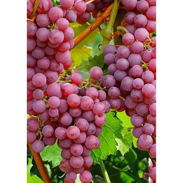 Саджанець Agro-Market Виноград Абу-Хасан (ранній термін дозрівання) 1 шт. в упаковці (25532) - фото 2