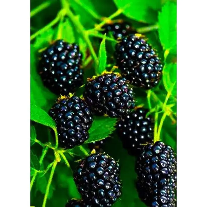 Саженец Agro-Market Ежевика Оркан (Orcan) (ранний срок созревания) 1 шт. в упаковке (46144) - фото 3