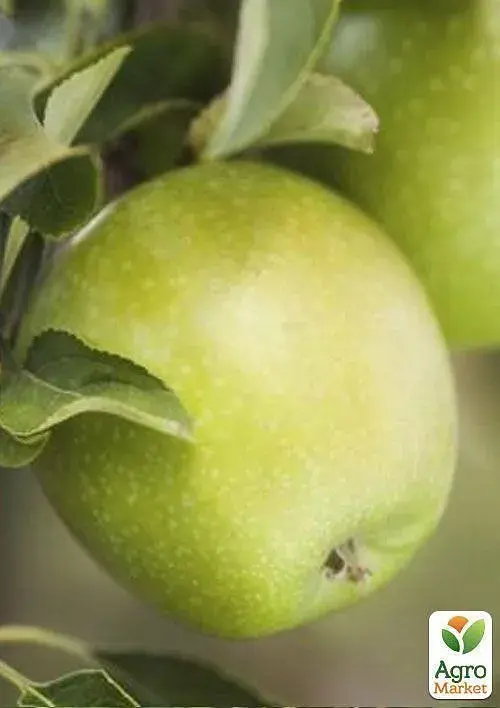 Саженец Agro-Market Яблоня Ренет Кубанский (зимний сорт, поздний срок созревания) 1 шт. в упаковке (35437) - фото 2