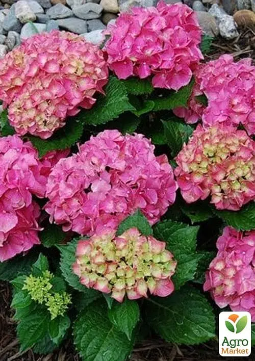 Саженец Agro-Market Гортензия крупнолистая 2-х летняя Hornli высота саженца 25-45см (181524) - фото 5