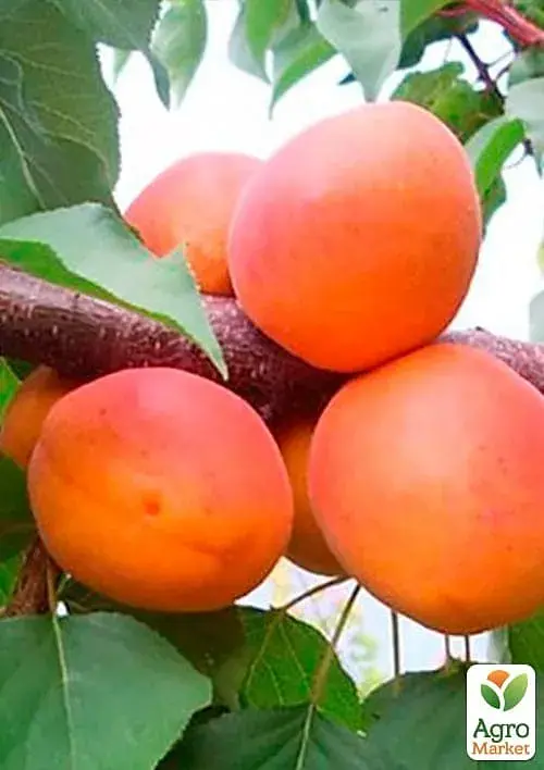 Саджанець Agro-Market Абрикос Фарбелі (літній сорт, пізній термін дозрівання) 1 шт. в упаковці (61916) - фото 2