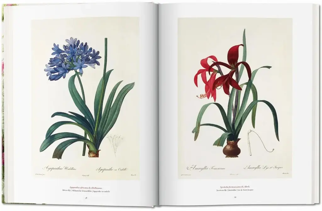 Redoute. The Book of Flowers - фото 4