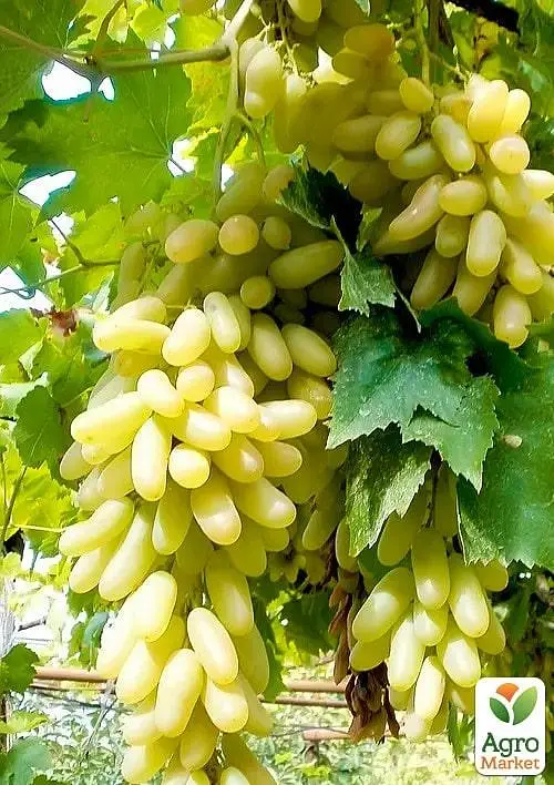Саджанець Agro-Market Виноград Азія (саджанець дуже великого солодкого винограду) 1 шт. в пакуванні (101881) - фото 2