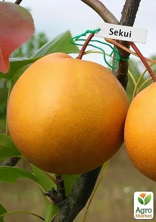 Саженец Agro-Market Азиатская груша Секуи Эксклюзив 1 шт. в упаковке (21354) - фото 3